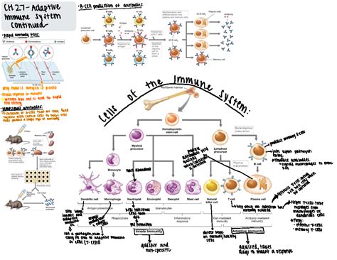 Image result for Adaptive Control System in Human Body