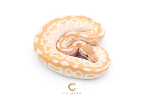 Image result for Chimera Ball Python