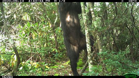 Bondo Ape Walking Upright