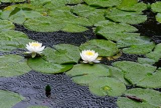 Image result for Flowchart Pemrograman LED