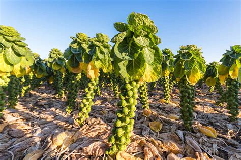 Growing Guide to Brussels Sprouts: Plant Care, Varieties, and Tips