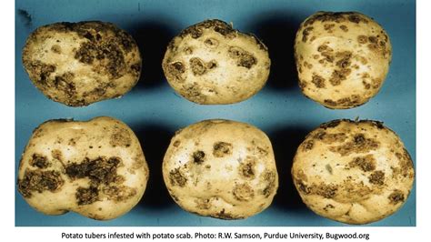What to Do About Scabby Potatoes? - Laidback Gardener