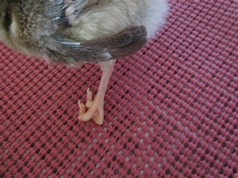 How to Fix Curled Toes in Chicks | BackYard Chickens - Learn How to Raise Chickens