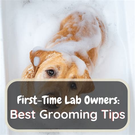 Image result for Labrador Retriever Grooming