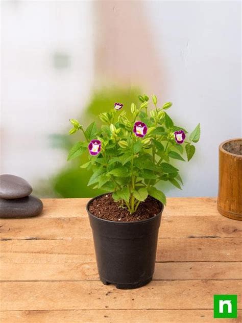Buy Torenia Plants online from Nurserylive at lowest price.