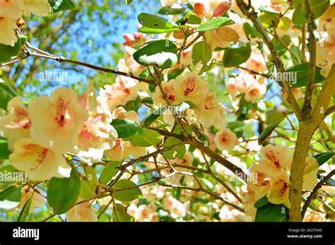 Image result for Springtime Garden