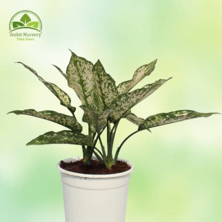 Aglaonema Snow White Plant|₹306.00|Ankit Nursery