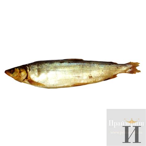 Купить омуля в Новосибирске | PrimeFish | Закажите доставку!