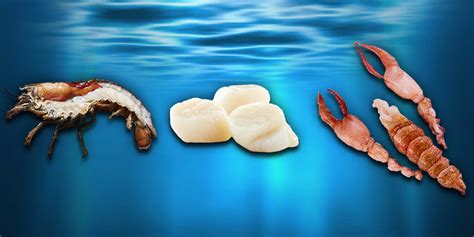 Lobster Kanada, ikan, salmon, udang laut dalam, dan kerang sebagai ...