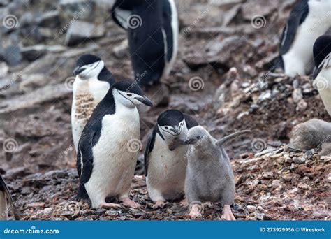 Flock of Penguins with Their Babies Perched Atop a Rocky Outcropping ...