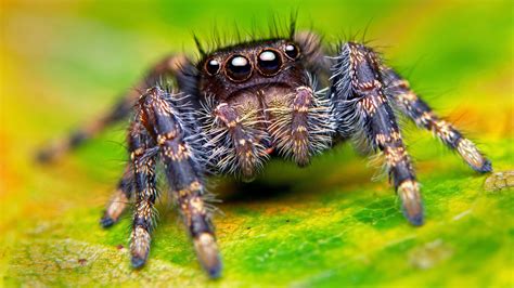 Spider Eyes Wallpapers - Top Free Spider Eyes Backgrounds - WallpaperAccess