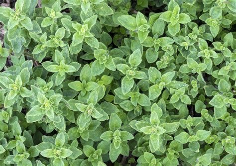 Herb Oregano Greek - Origanum Hirtum - Premier Seeds Direct