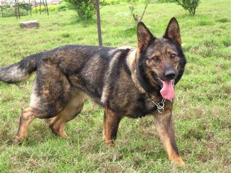 "国产警犬"昆明犬,单方面甚至比德国黑背更出色