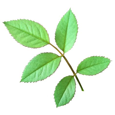 AMBIL SEKARANG