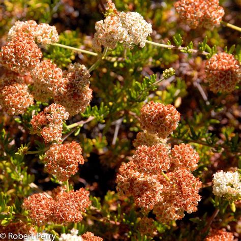 Theodore Payne buckwheat - Waterwise Garden Planner