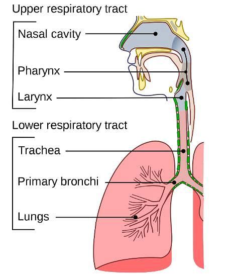 Respiratory Organs and Human Respiratory System Free MCQ Practice Test ...