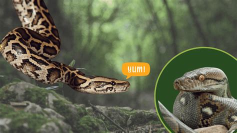 Image result for Burmese Python vs Reticulated Python