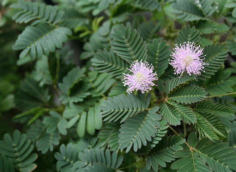 How to Grow and Care for Sensitive Plant