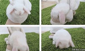 Image result for Baby Bunnies Sleeping