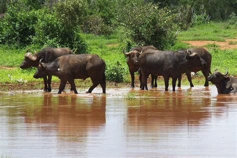 MSG TOURISTIC KENYA Guide (2026) All You Need to Know BEFORE You Go ...