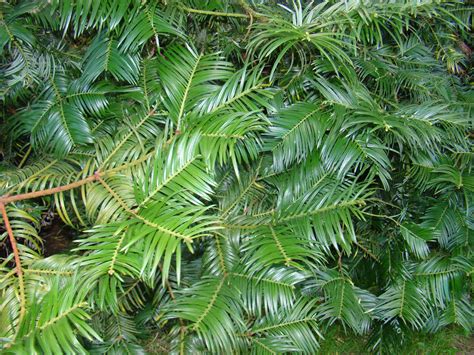 Cephalotaxus fortunei - Chinese Plum Yew - Jurassicplants Nurseries