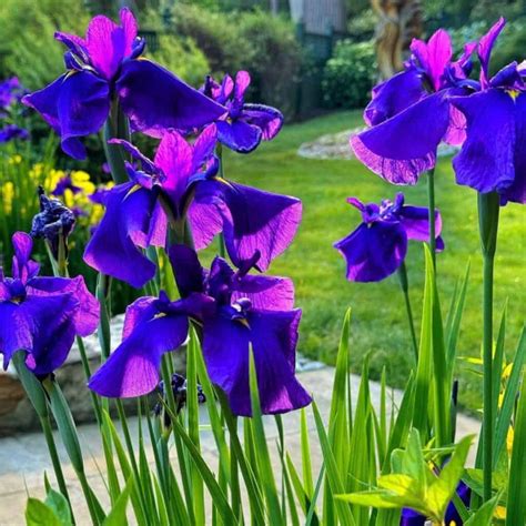 Do Deer Eat Irises Plants and Flowers?