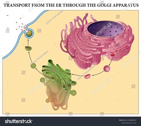 Lumen Endoplasmic Reticulum Diagram