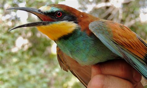 European Bee-eater wallpapers, Animal, HQ European Bee-eater pictures ...