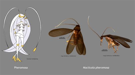 Cockroach Pokemon 的图像结果