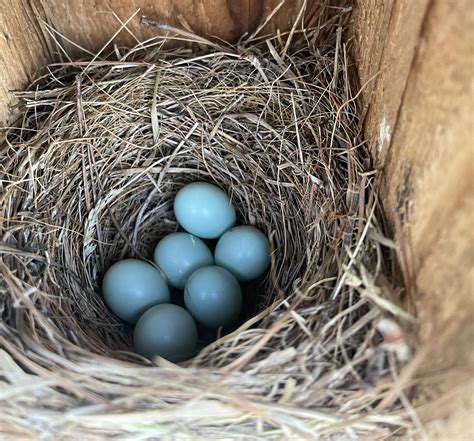 Life Is Strange Blue Jay Eggs at Colby Westlake blog