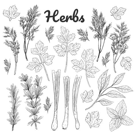 Set of monochrome herbs. Black and white vintage collection. Green ...
