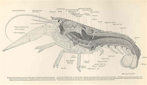 FMIB_47892_Half_section_of_lobster_cut_in_median_plane_to_illustrate ...