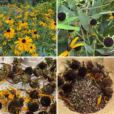 Black Eyed Susan Seed Harvesting, Germination & Planting - GardensAll