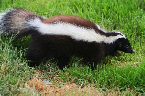 12 Different Types of Skunks - All Skunk Types With Photos