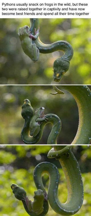 Image result for Python vs Frog