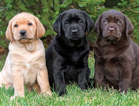Labrador Puppy puppy available at Puppy ZOO