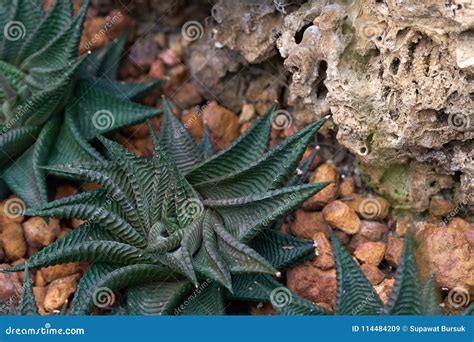 A Xerophyte, Called Zebra Fasciata Haworthia, a Plant with Stripes Like a Zebra. Cultivating on ...