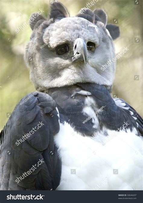 Close Endangered Rare Male Adult Harpy Stock Photo 50646697 - Shutterstock