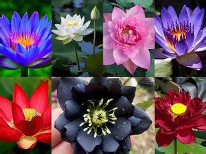 SRKR AGRO ™Lotus/Padma/ Dwarf Rainbow Bowl Lotus Flower Seed Price in ...