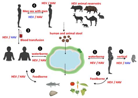 Dual Infection of Hepatitis A Virus and Hepatitis E Virus— What Is Known?