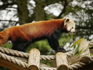Baby Pnada Poster, Kung fu panda & Panda Poster & animals POSTERS ...