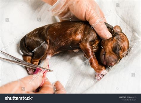 Are Dogs Born With Umbilical Cords? The Facts Explained
