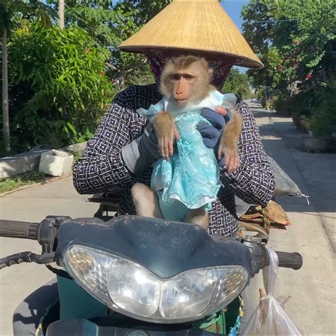 Image result for Monkey Falling Off Tree