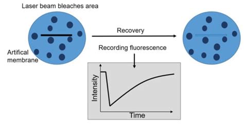 Membranes | Special Issue : Dynamics and Nano-Organization in Plasma ...