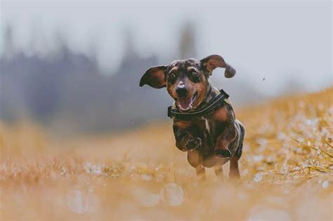 Dachshund Wallpapers - Wallpaper Cave