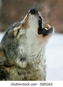 Image result for Wolves Crying