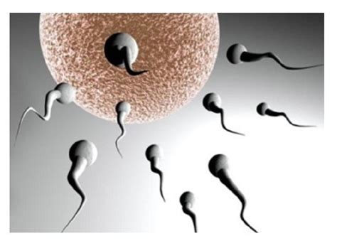 男性精子总数在1500万个以上才算是正常吗？ - 相因问答