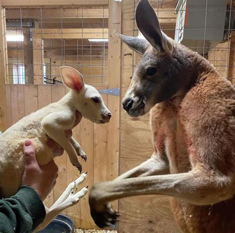 Rare white kangaroo born at Animal Adventure Park