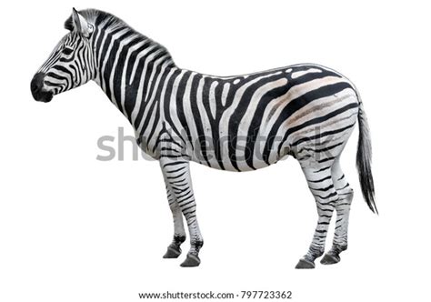 Image result for Zebra Cut Out