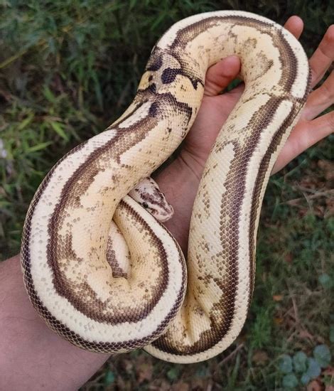 Image result for D Stripe Ball Python